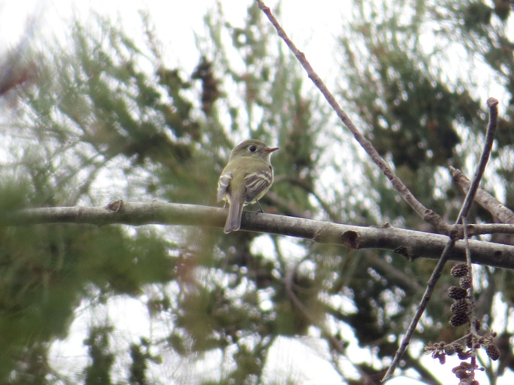 Hammond's Flycatcher - Jasmine Kay