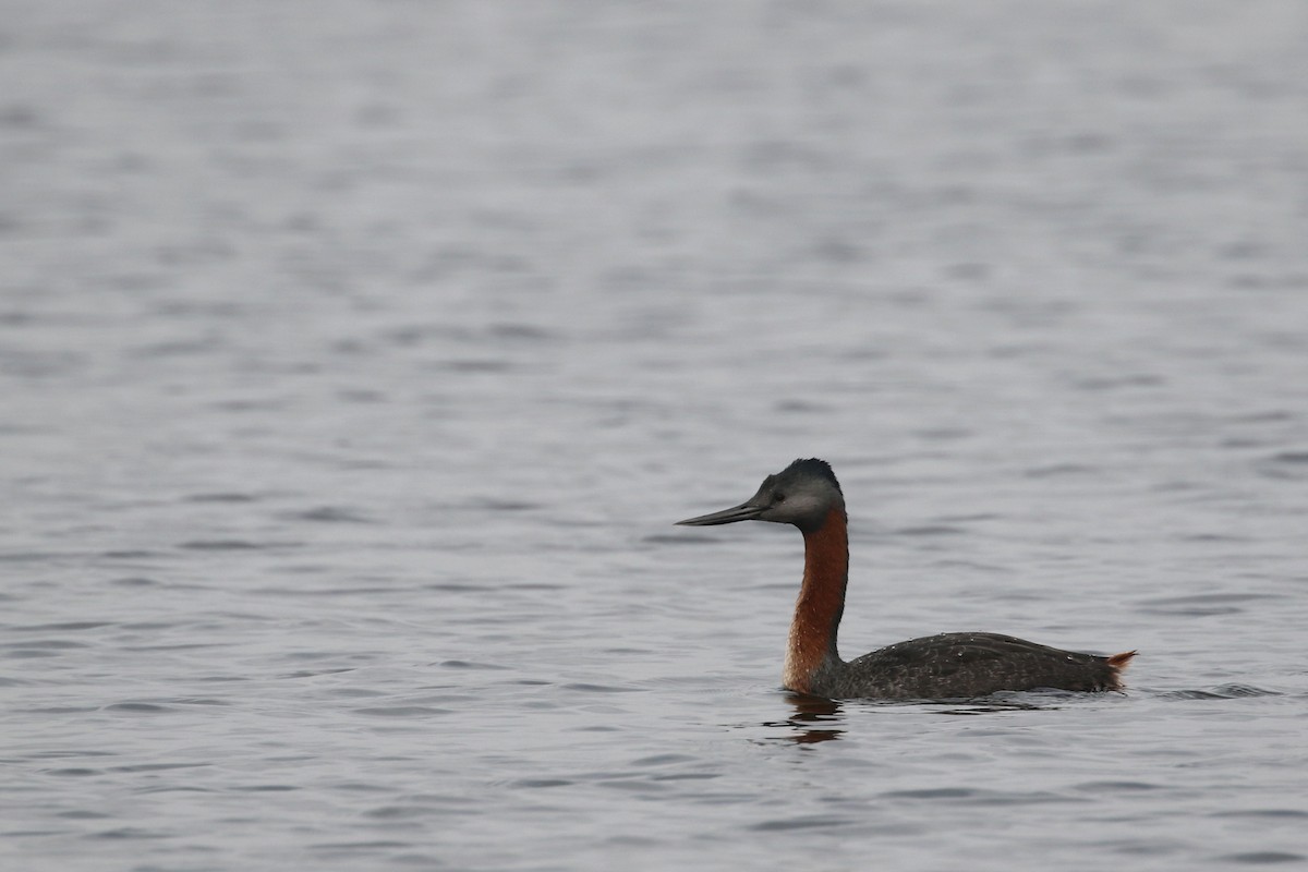 Great Grebe - Daniel Branch