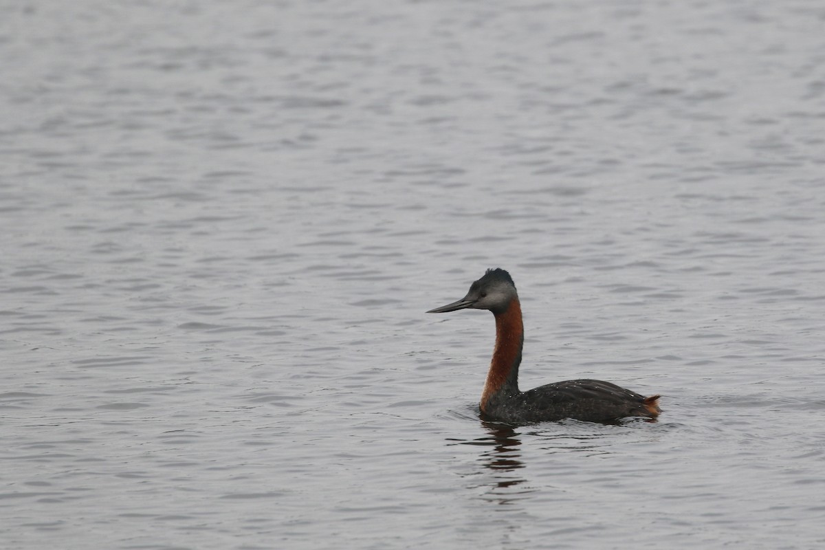 Great Grebe - Daniel Branch