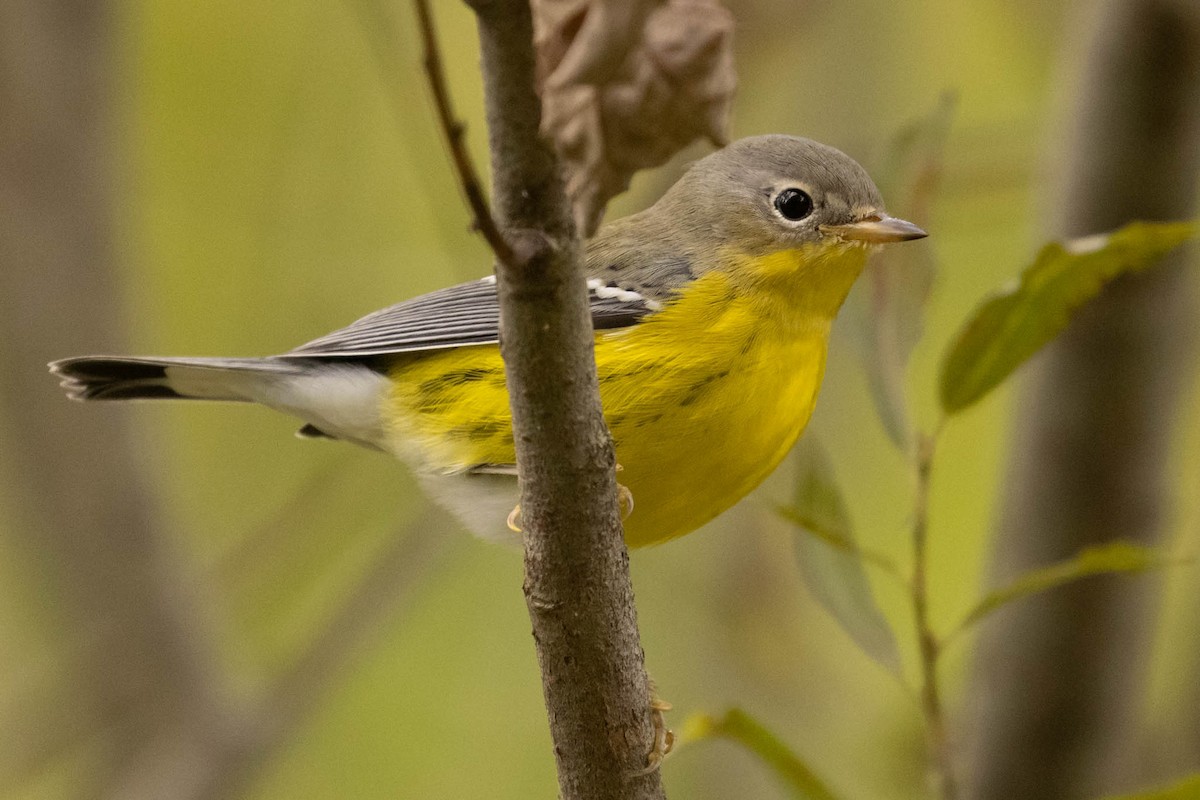 Magnolia Warbler - ML375525061