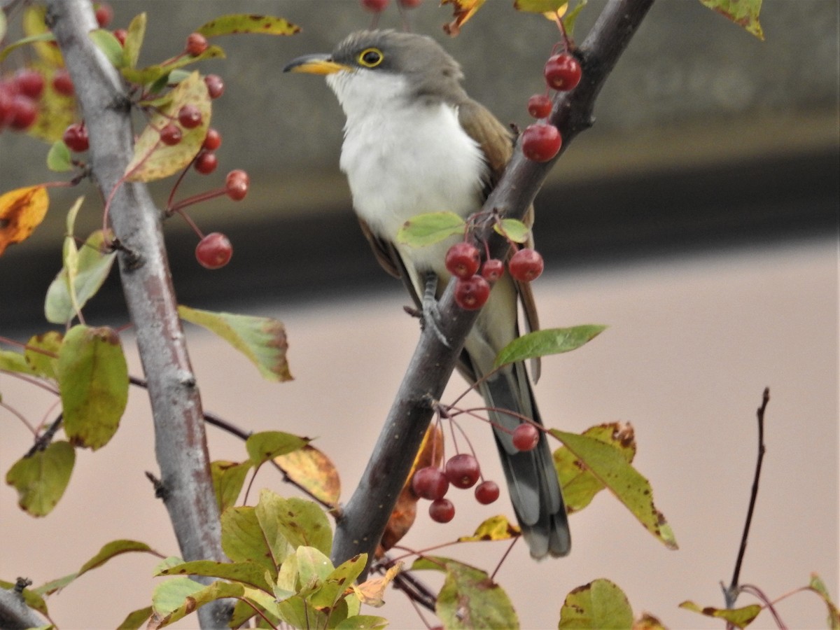 Yellow-billed Cuckoo - shelley seidman
