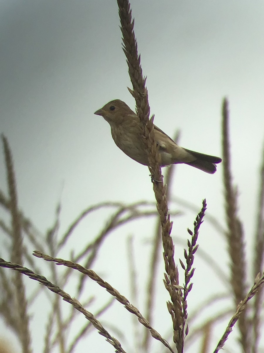 Indigo Bunting - ML375527981