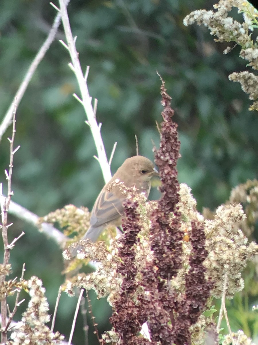 Indigo Bunting - ML375528001