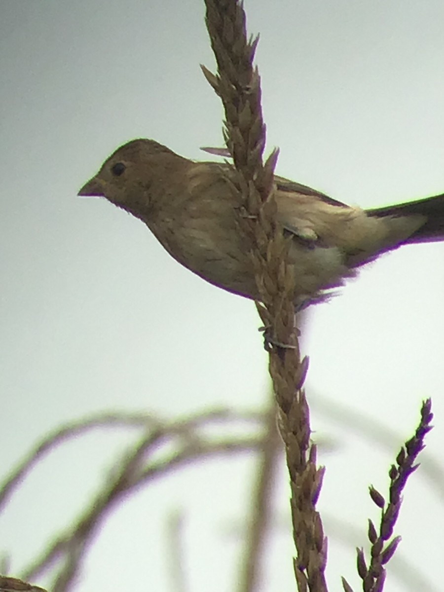 Indigo Bunting - ML375528011