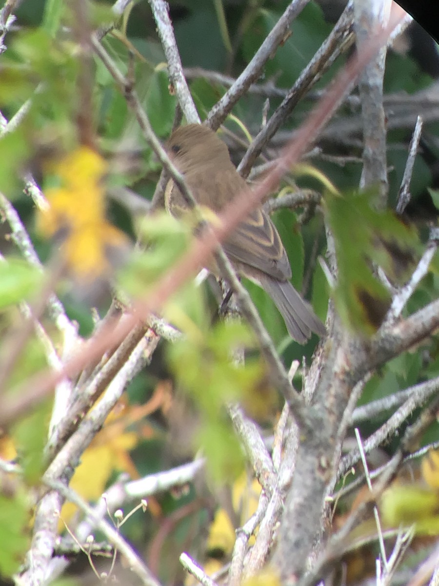 Indigo Bunting - ML375528021