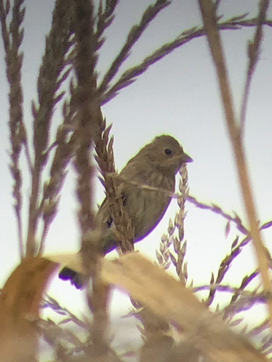 Indigo Bunting - ML375528041