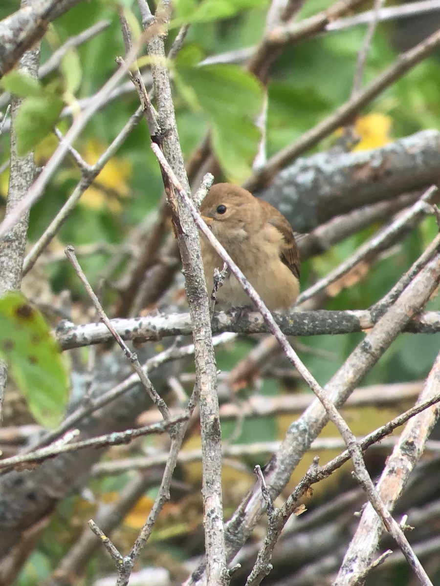 Indigo Bunting - ML375528051