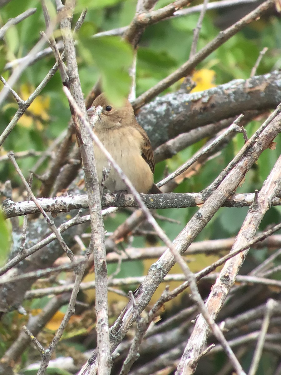 Indigo Bunting - ML375528061