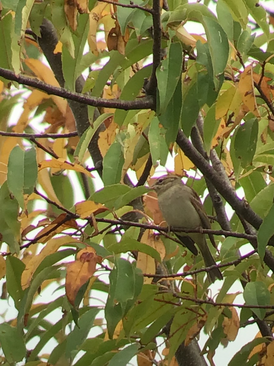 Chipping Sparrow - ML375528091