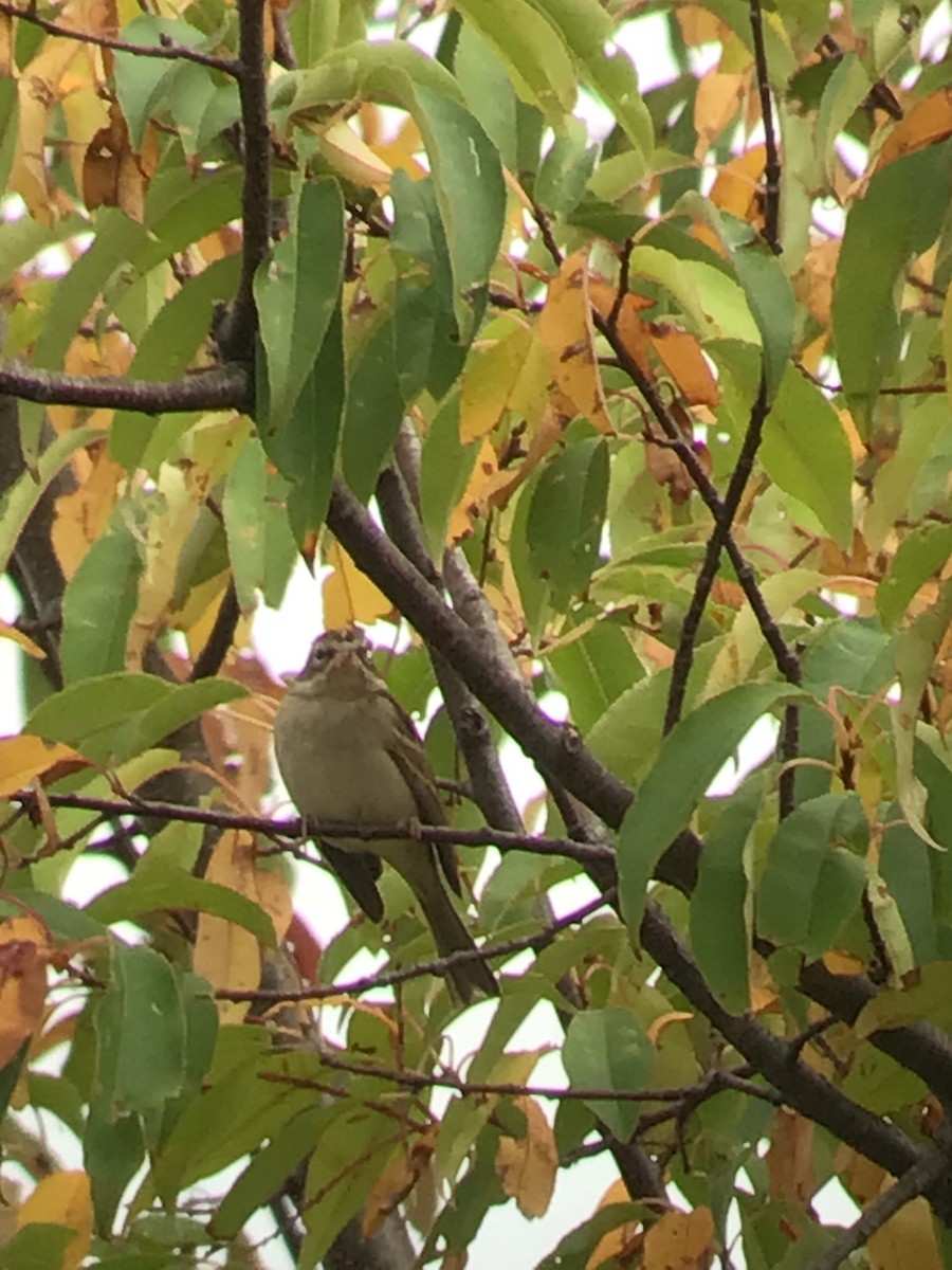 Chipping Sparrow - ML375528101