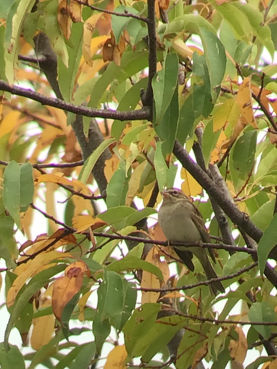 Chipping Sparrow - ML375528111