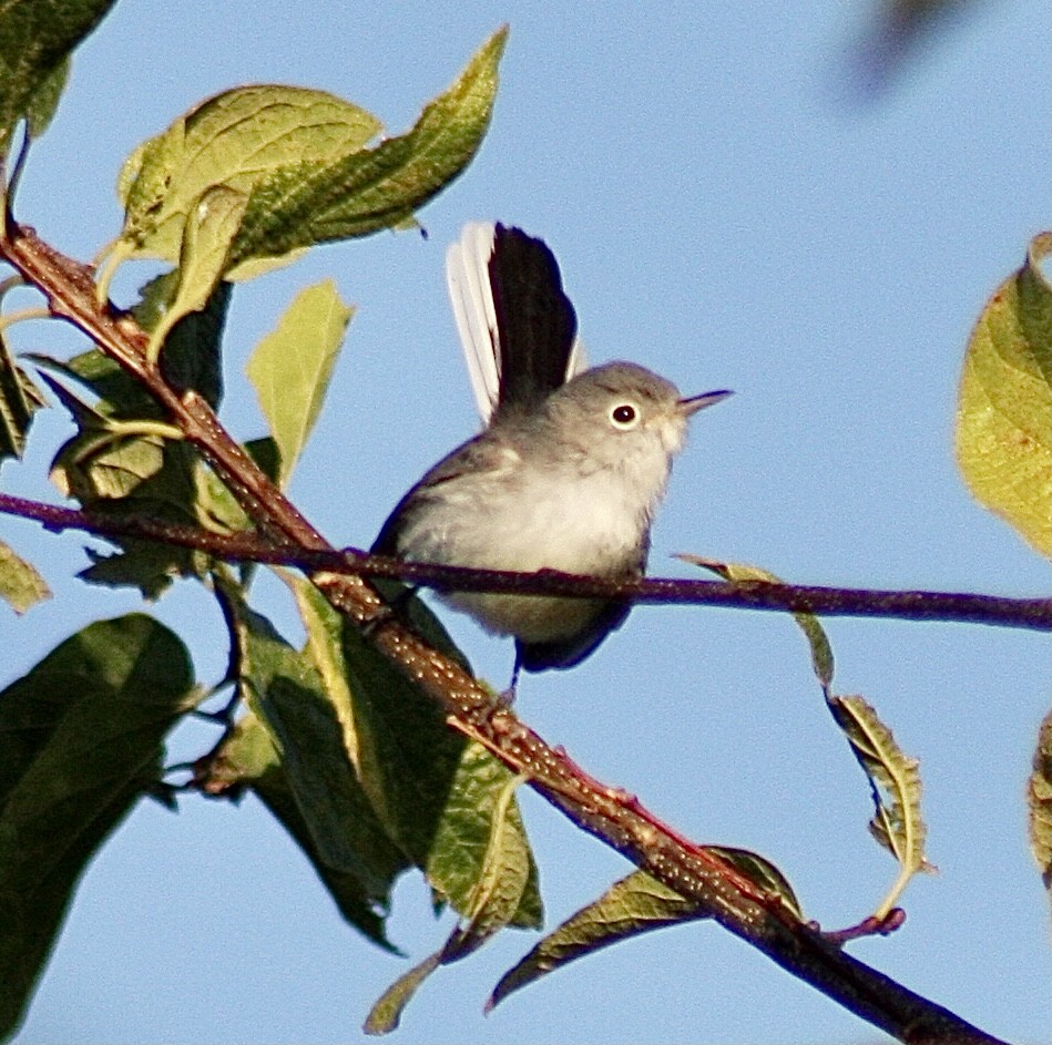 Blue-gray Gnatcatcher - ML375530331