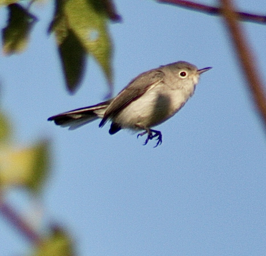 Blue-gray Gnatcatcher - ML375530341