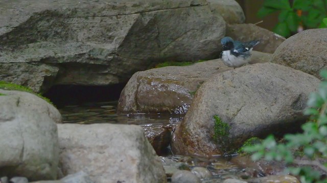 Black-throated Blue Warbler - ML375530821