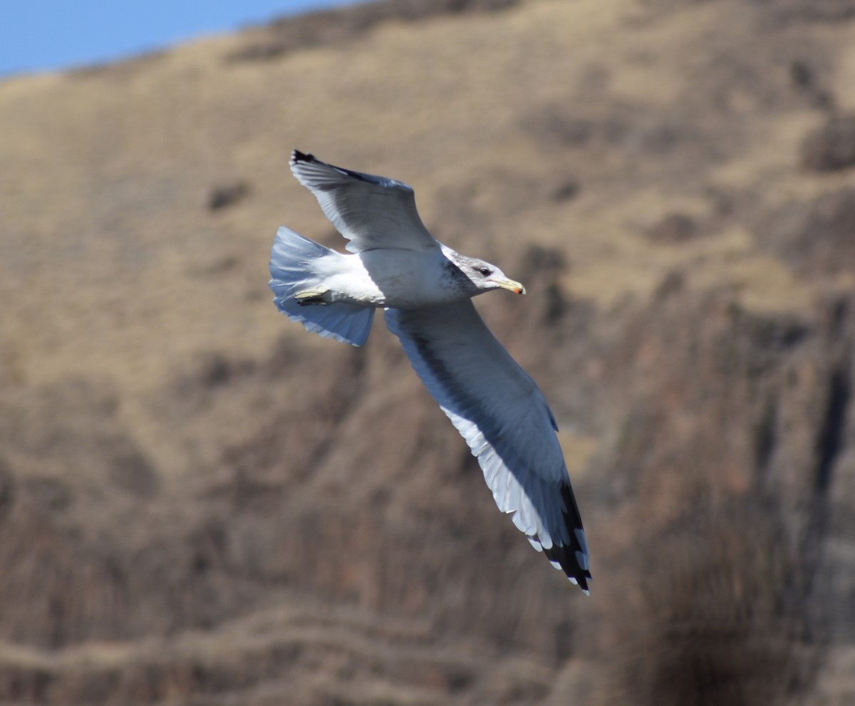 California Gull - ML375530831
