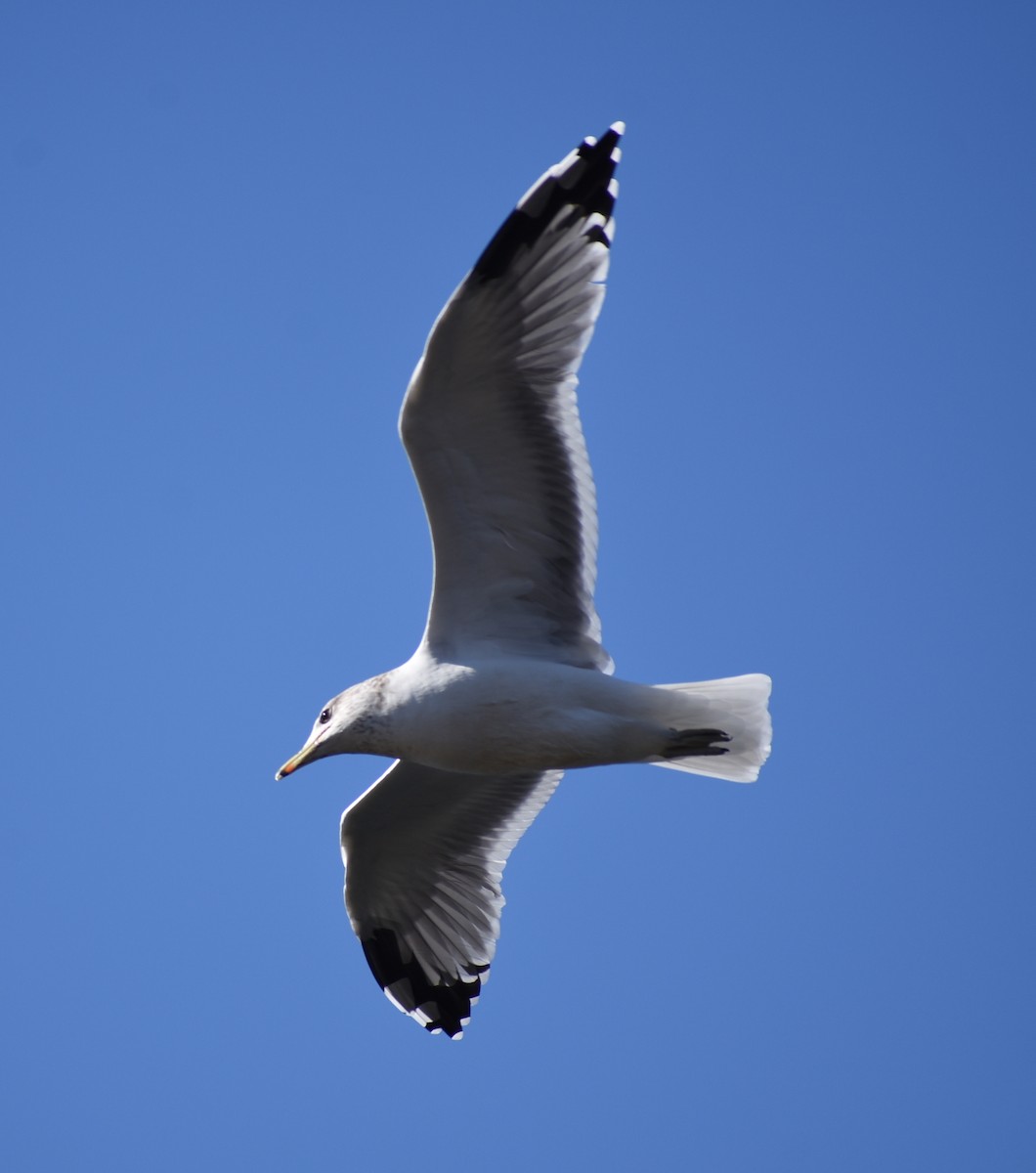 California Gull - ML375531141