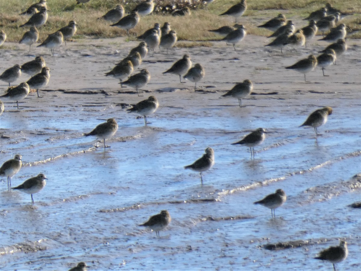 European Golden-Plover - ML375531361