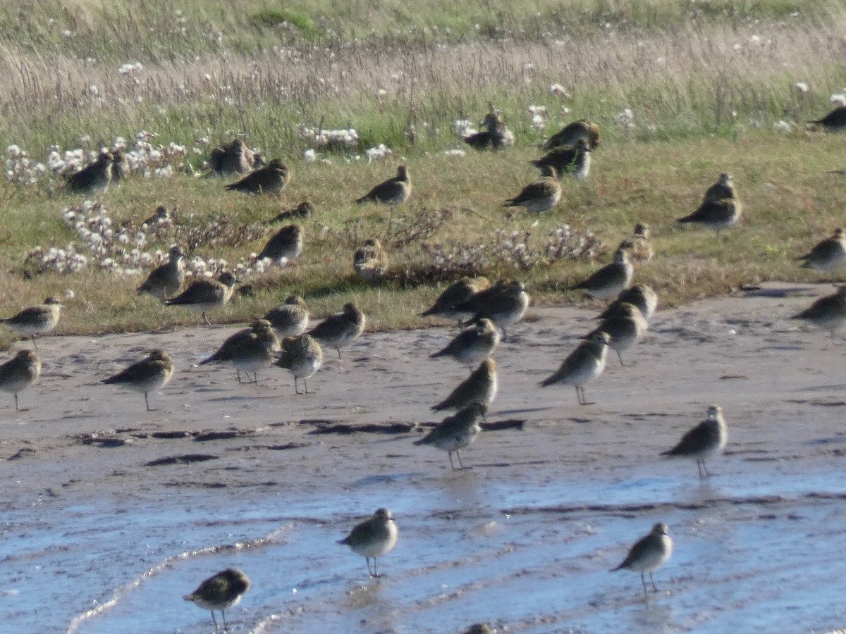 European Golden-Plover - ML375531421