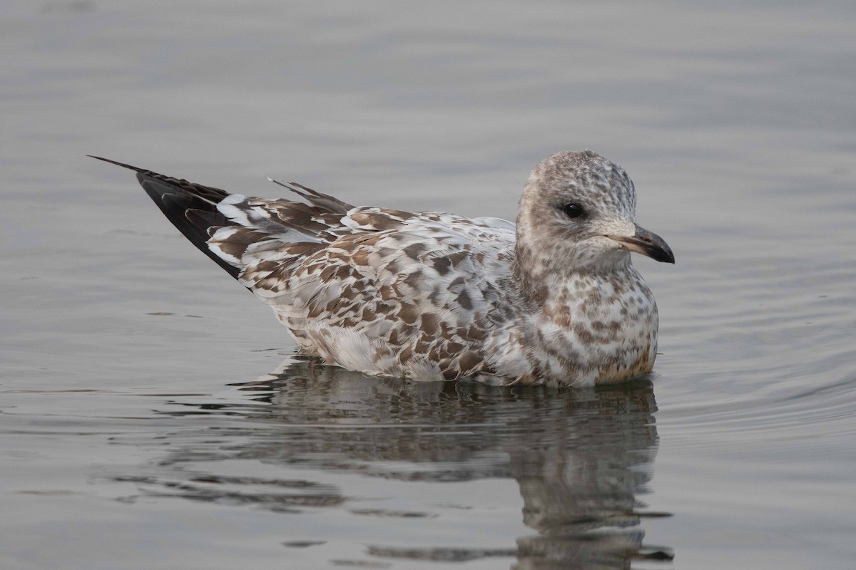 Ring-billed Gull - Anthony Kaduck