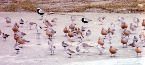 Red Knot - ML37553181