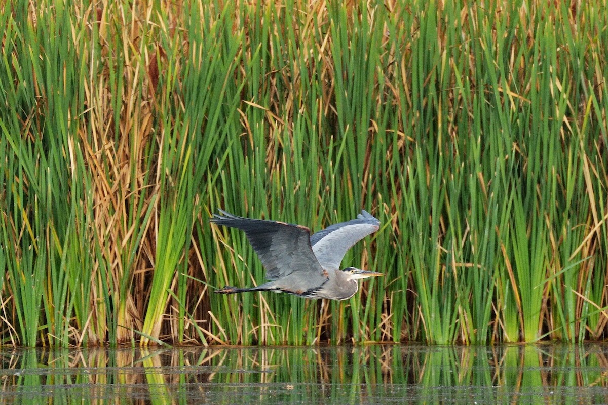 Great Blue Heron - Song Yu