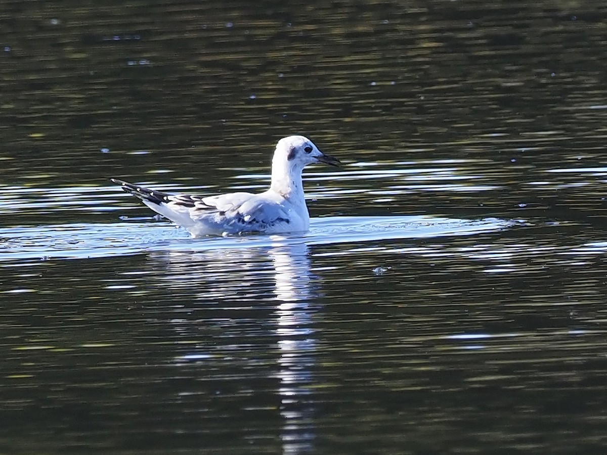 Bonaparte's Gull - ML375533491