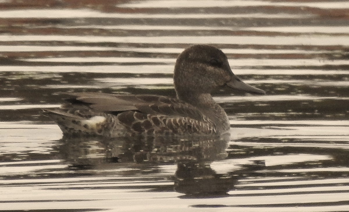 Green-winged Teal - ML375533981