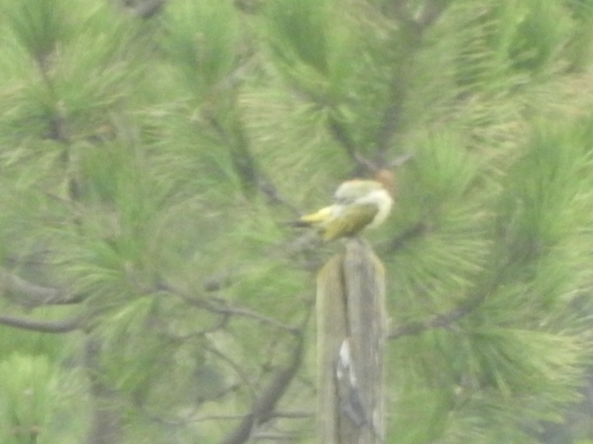 Iberian Green Woodpecker - ML375535881