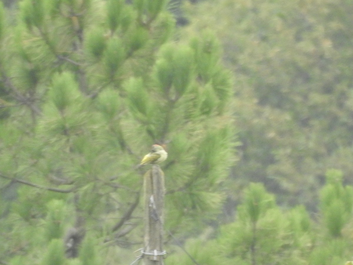 Iberian Green Woodpecker - ML375535891