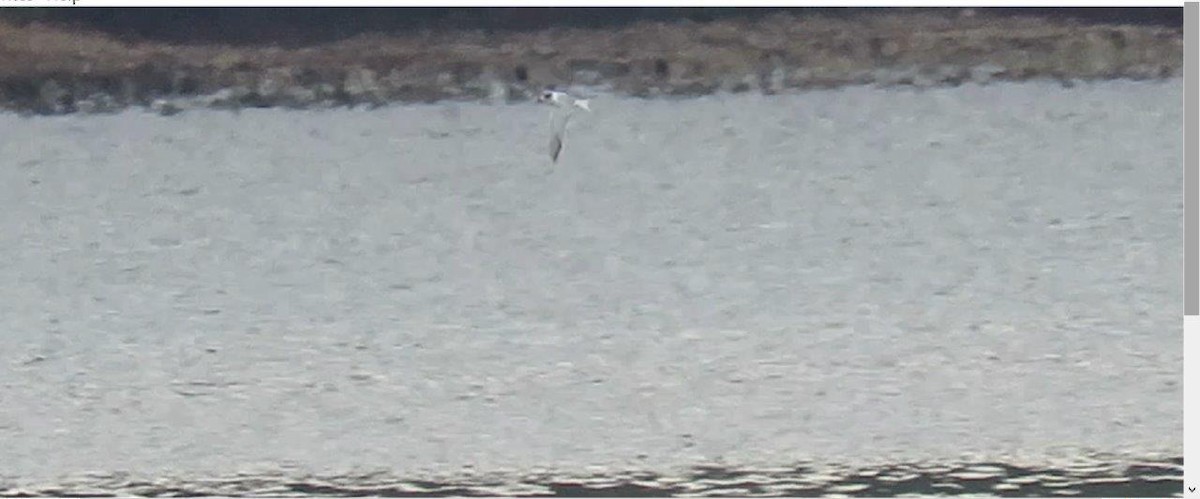 Common Tern - ML37553611