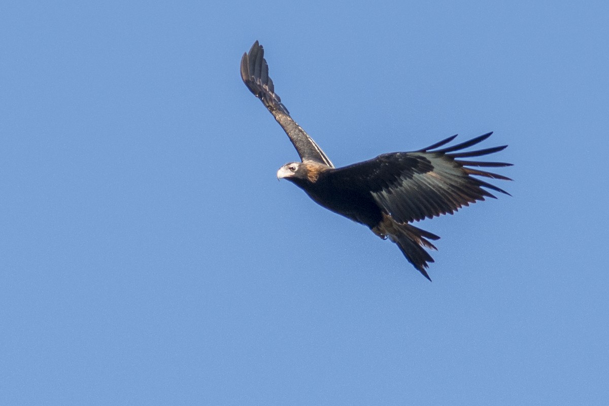 Wedge-tailed Eagle - Peter Taylor