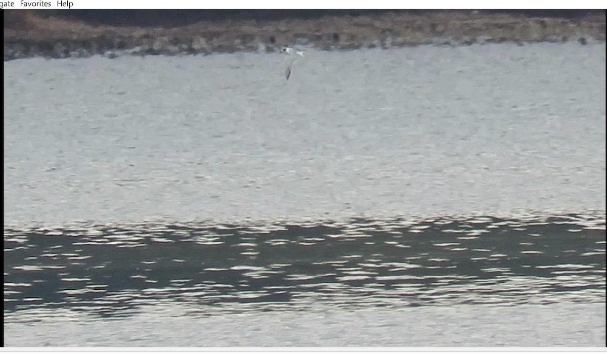 Common Tern - ML37553871