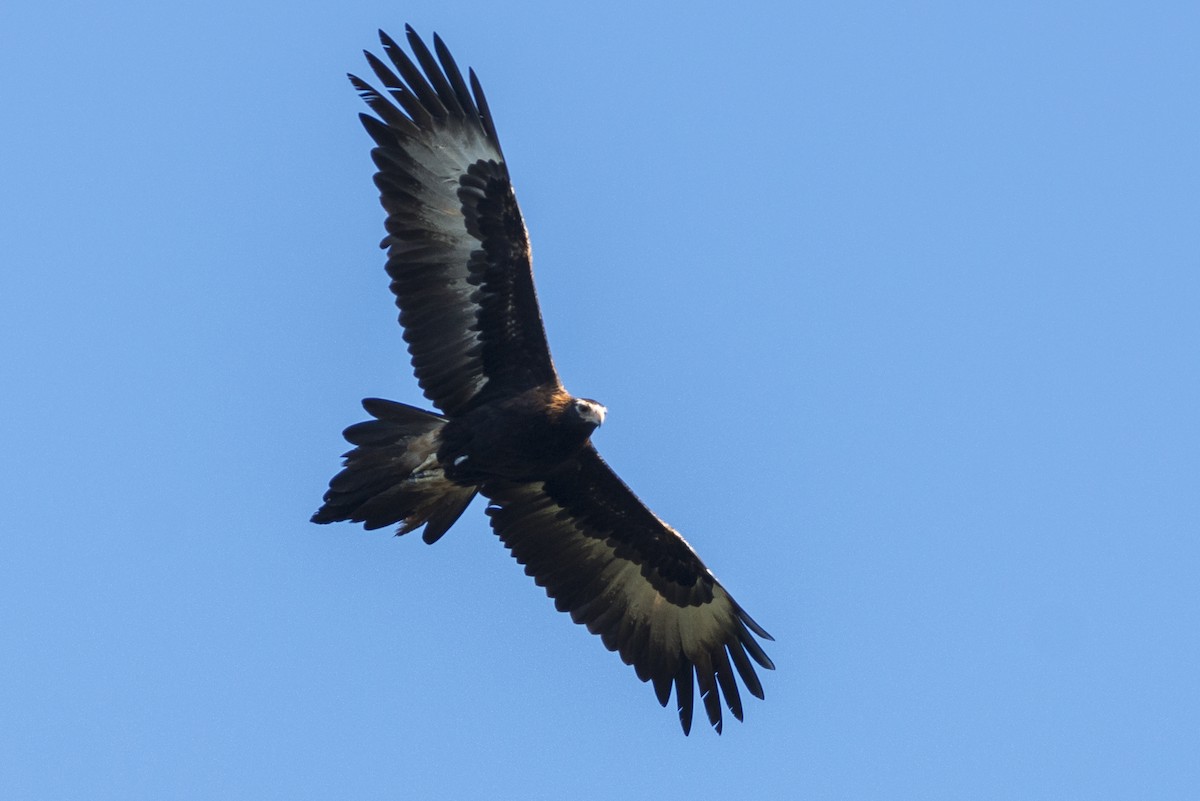 Wedge-tailed Eagle - Peter Taylor