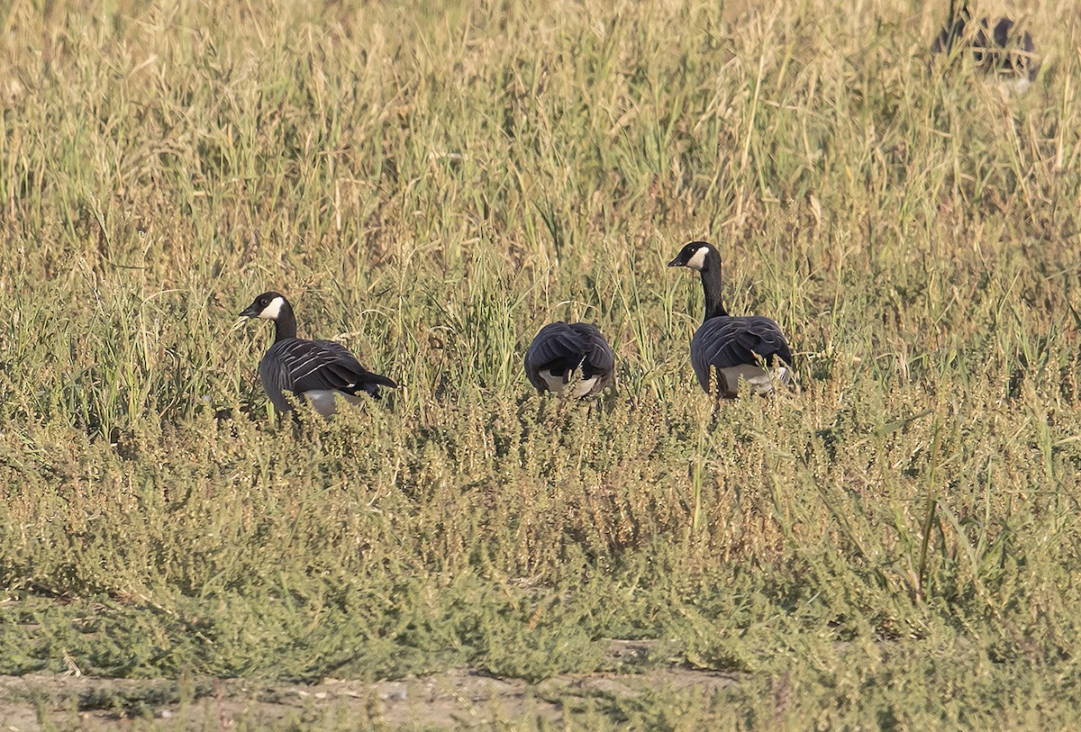 Cackling Goose - ML375540901