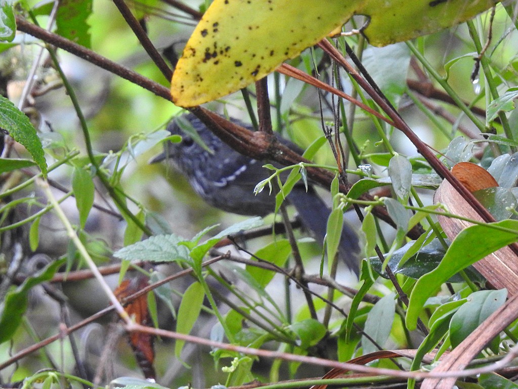 Dusky-tailed Antbird - Richard Garrigues