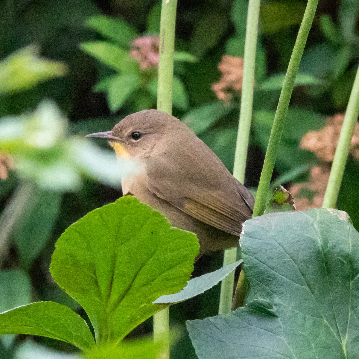 Common Yellowthroat - ML375542711