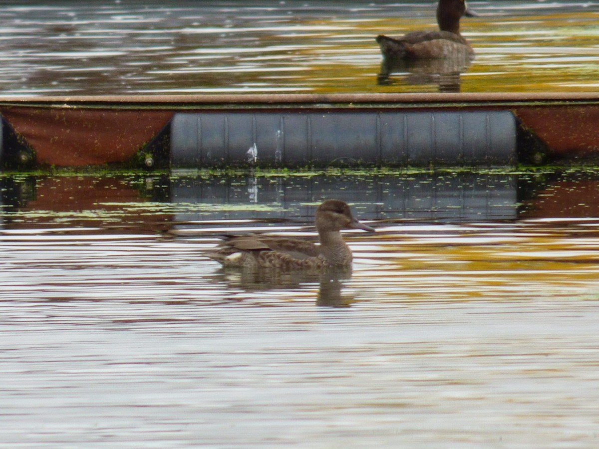 Green-winged Teal - ML375543111