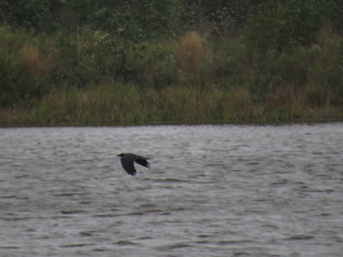 American Crow - ML37554351