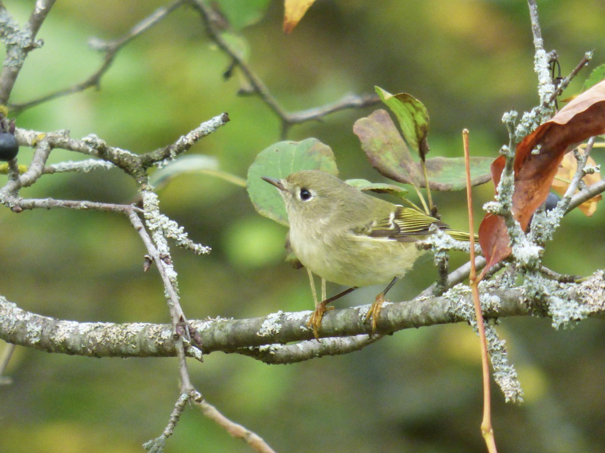 Ruby-crowned Kinglet - ML375543691