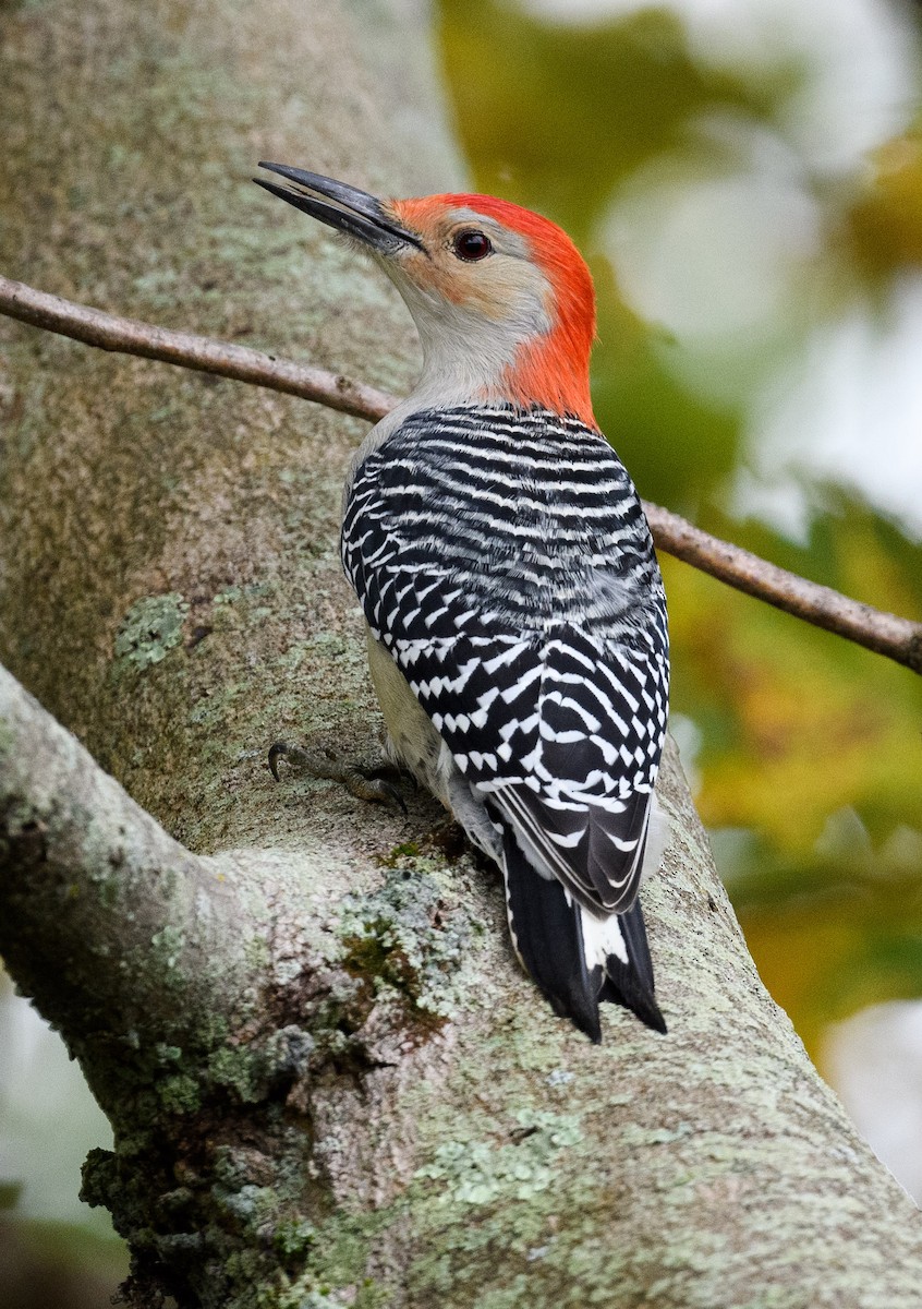 Red-bellied Woodpecker - Tom Warren