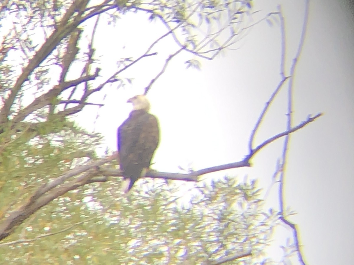 Bald Eagle - ML375544211