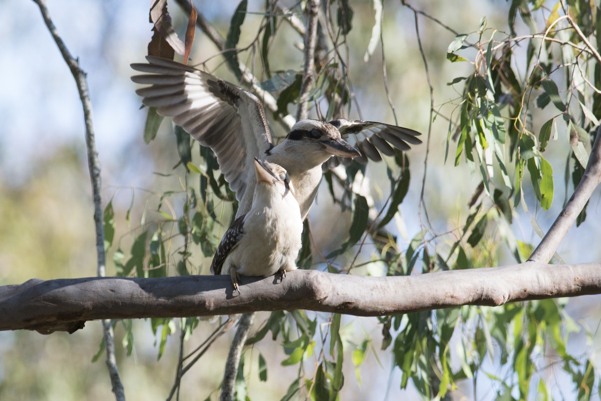 Laughing Kookaburra - ML37554451