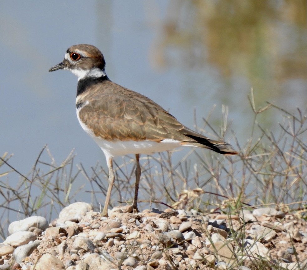 Killdeer - Christopher Daniels