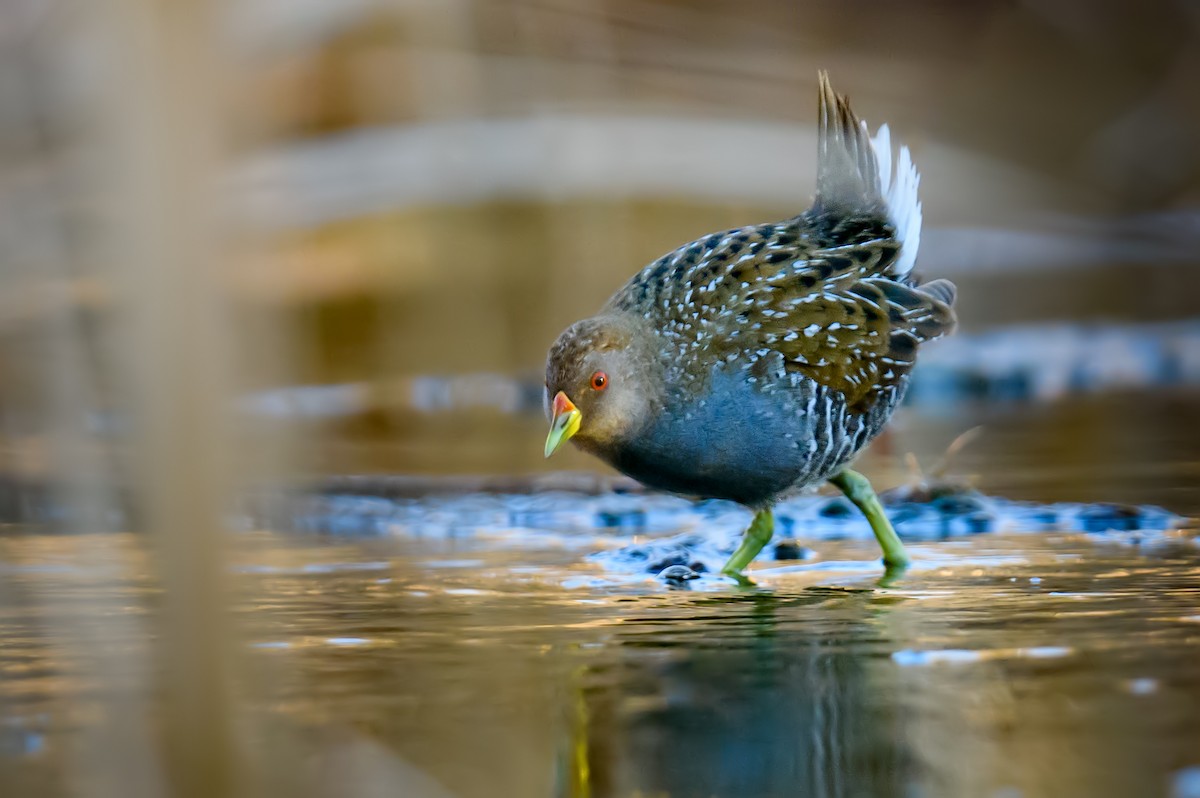 Australian Crake - ML375546231