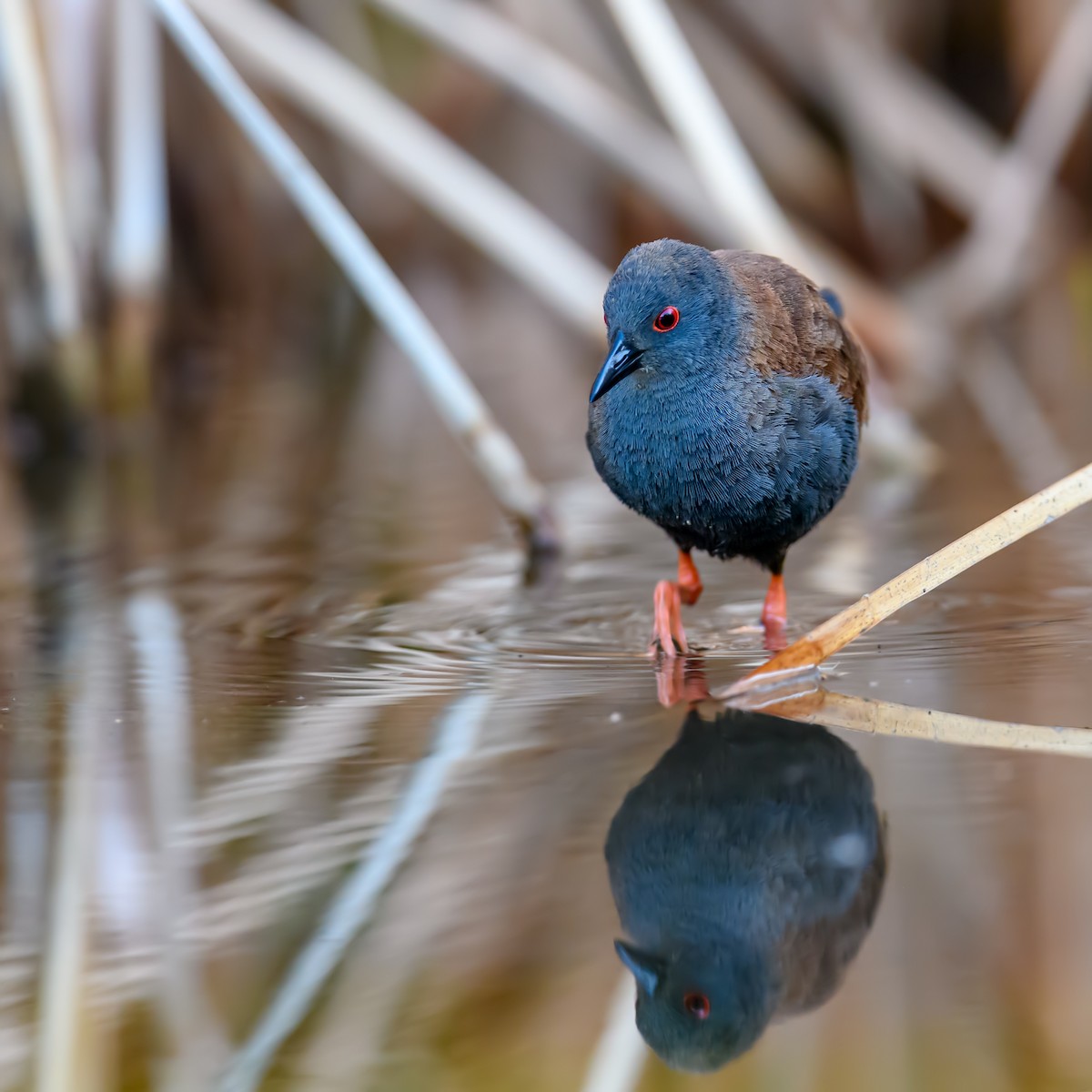 Spotless Crake - ML375546311