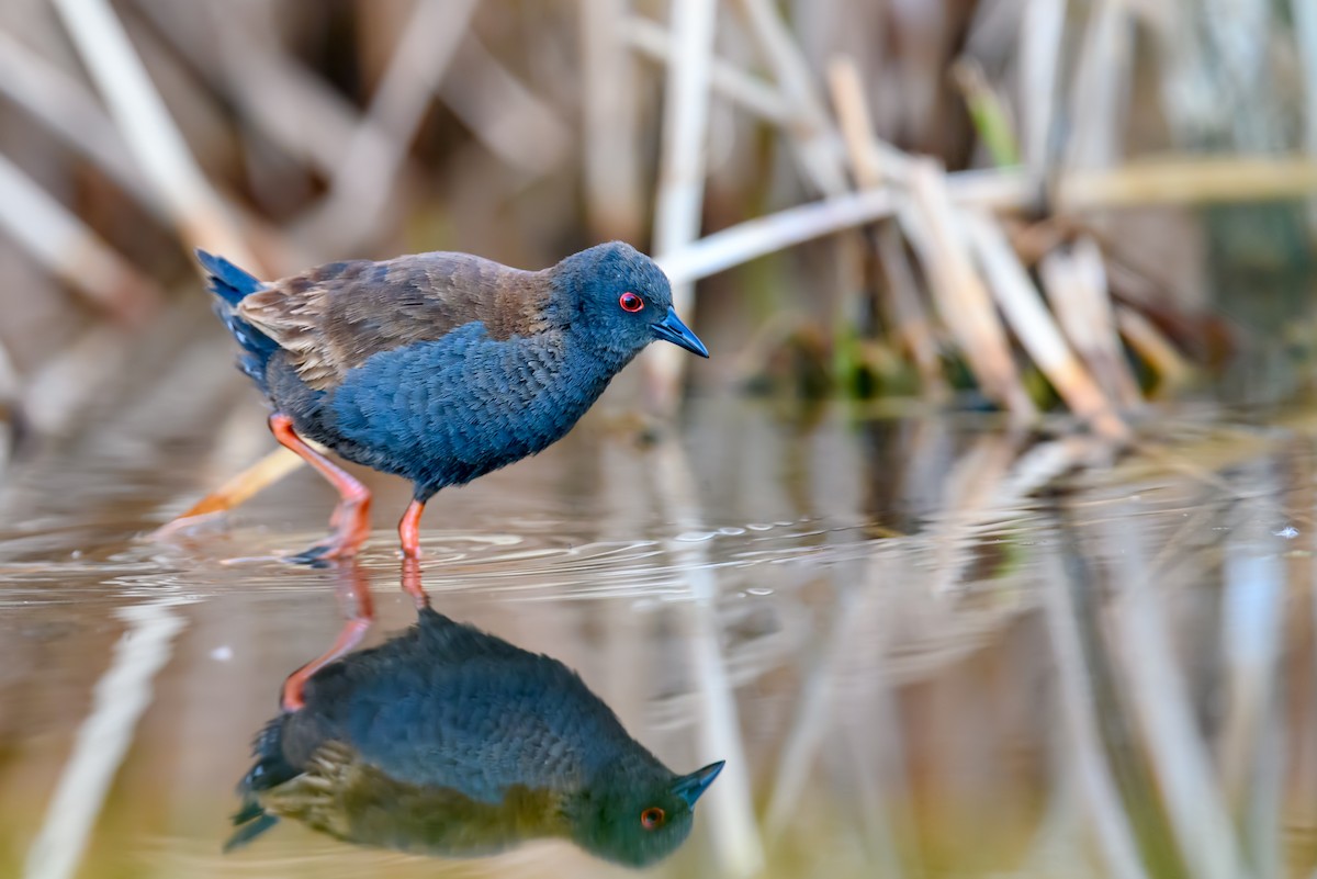 Spotless Crake - ML375546321