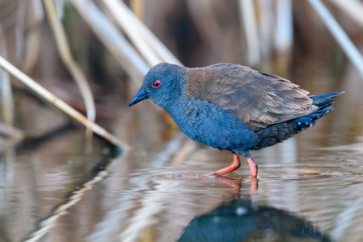 Spotless Crake - ML375546361