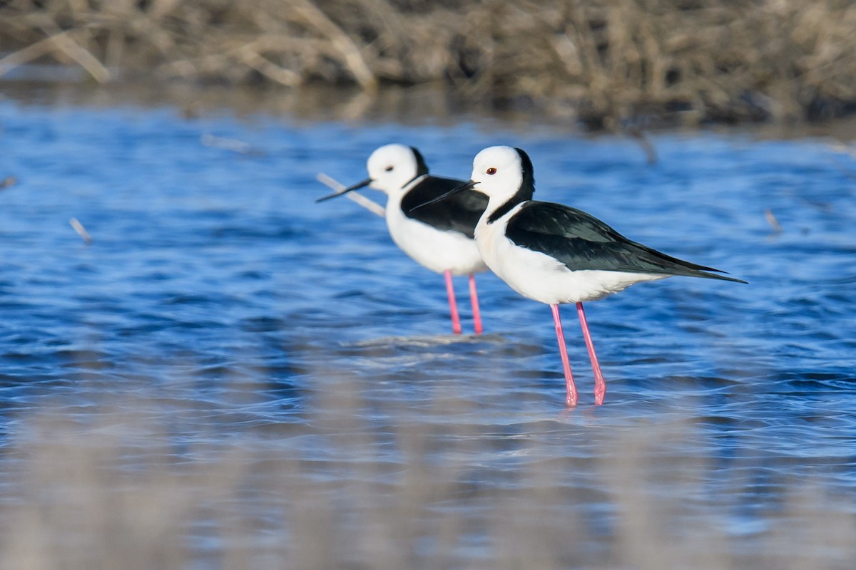 Pied Stilt - ML375546461
