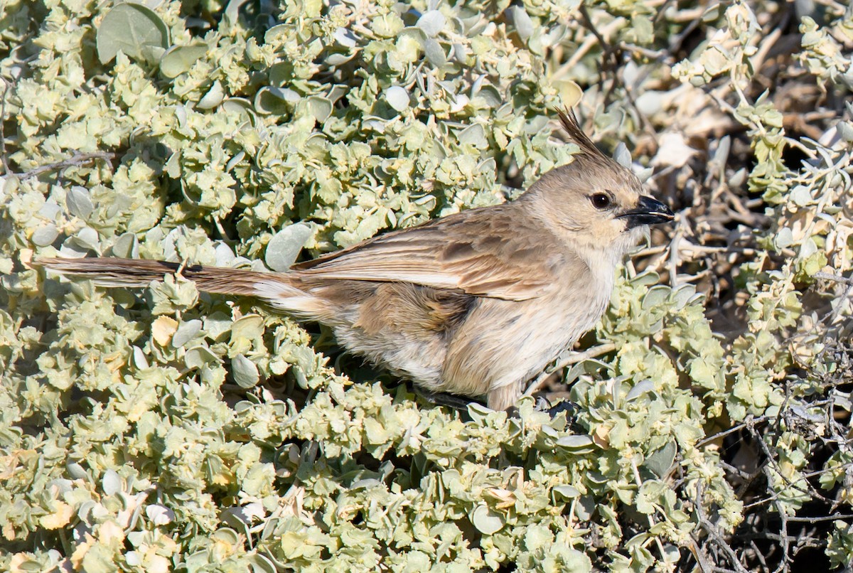 Chirruping Wedgebill - ML375546661