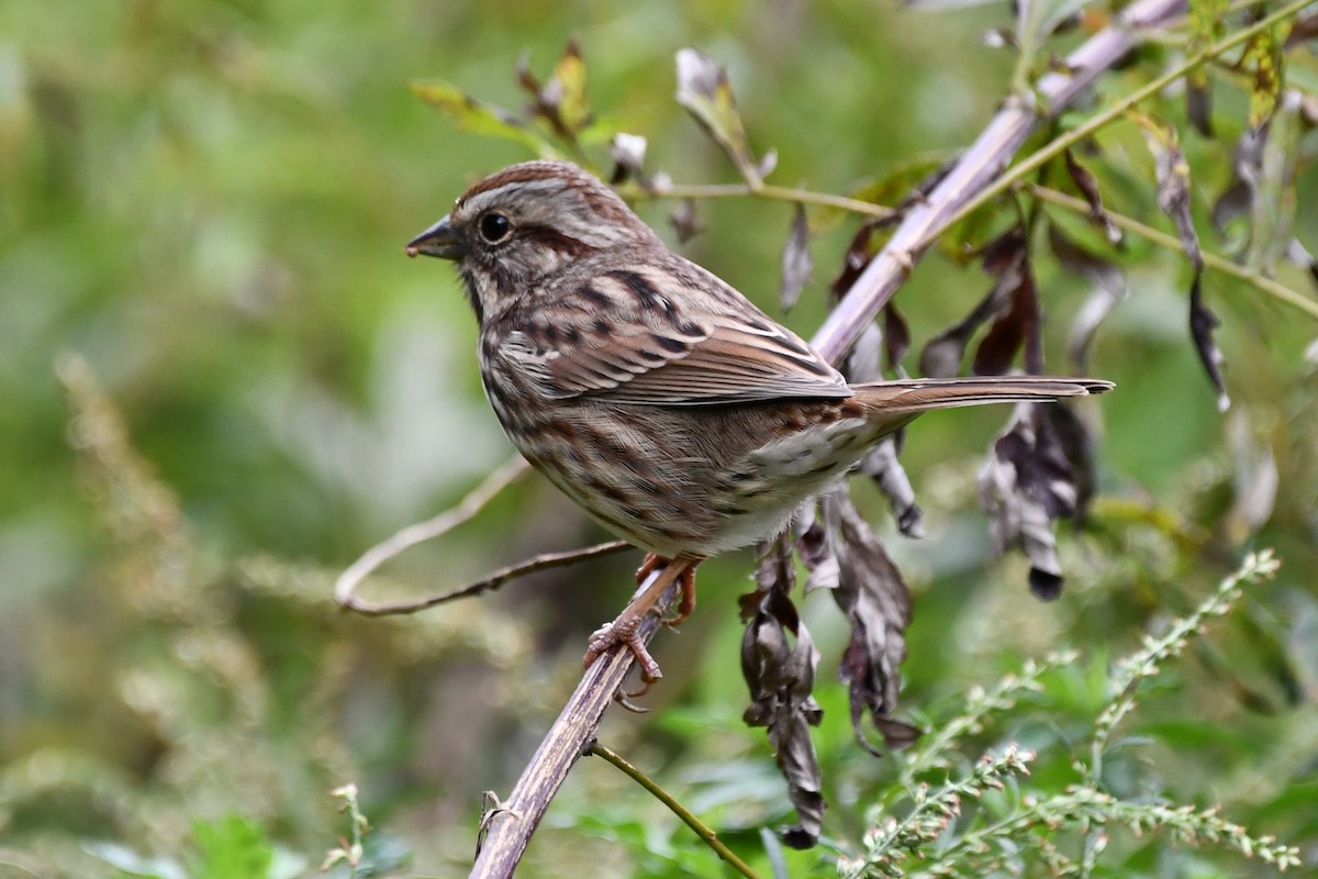 Song Sparrow - ML375546671